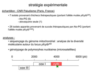stratégie expérimentale
échantillon : CNR Paludisme (Paris, France)
    • 7 isolats provenant d’échecs thérapeutiques (portant l’allèle mutée pfcytb268)
               - Ato-PG (6)
               - atovaquone seule (1)

    • 28 isolats appariés provenant de succès thérapeutiques par Ato-PG (portant
    l’allèle mutée pfcytbY268)


analyses :
    • séquençage du génome mitochondrial : analyse de la diversité
    moléculaire autour du locus pfcytb268
    • génotypage de polymorphes nucléaires (microsatellites)

       0                  2000                  4000                 6000 (pb)

                                 cox I         cytb
               cox III
 
