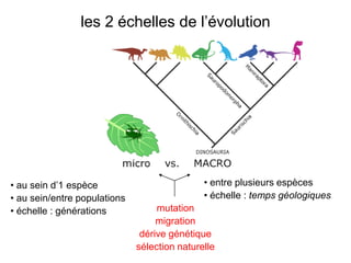 les 2 échelles de l’évolution




• au sein d’1 espèce                          • entre plusieurs espèces
• au sein/entre populations                   • échelle : temps géologiques
• échelle : générations            mutation
                                   migration
                               dérive génétique
                              sélection naturelle
 
