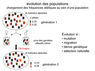 évolution des populations
changement des fréquences alléliques au sein d’une population
              N individus diploïdes
                     2 allèles
                       0.75      génération 1
                       0.25


♀            ♂                                   Évolution si :
                                                 • mutation
                        urne des gamètes
                          effectifs infinis      • migration
        2N tirages
                                                 • dérive génétique
                                                 • sélection naturelle
              N individus diploïdes



                         0.75
                         0.25
                                  génération 2
 