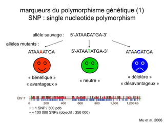 marqueurs du polymorphisme génétique (1)
         SNP : single nucleotide polymorphism

             allèle sauvage :        5’-ATAACATGA-3’
allèles mutants :
           ATAAAATGA                 5’-ATAATATGA-3’     ATAAGATGA




           « bénéfique »                                  « délétère »
                                          « neutre »
          « avantageux »                               « désavantageux »




            • ~ 1 SNP / 300 pdb
            • ~ 100 000 SNPs (objectif : 350 000)

                                                               Mu et al. 2006
 