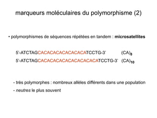 marqueurs moléculaires du polymorphisme (2)


• polymorphismes de séquences répétées en tandem : microsatellites


   5’-ATCTAGCACACACACACACACATCCTG-3’                     (CA)8
   5’-ATCTAGCACACACACACACACACACATCCTG-3’ (CA)10



  - très polymorphes : nombreux allèles différents dans une population
  - neutres le plus souvent
 