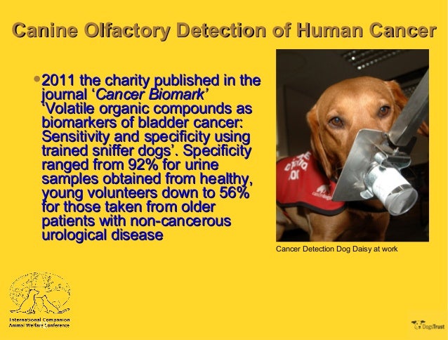 bladder cancer dogs