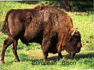 European  Bison 