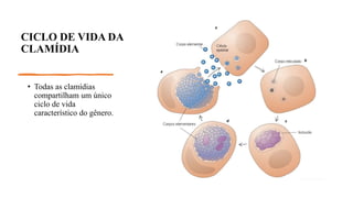 CICLO DE VIDA DA
CLAMÍDIA
• Todas as clamídias
compartilham um único
ciclo de vida
característico do gênero.
 