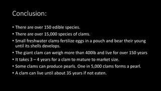 Conclusion:
• There are over 150 edible species.
• There are over 15,000 species of clams.
• Small freshwater clams fertilize eggs in a pouch and bear their young
until its shells develops.
• The giant clam can weigh more than 400lb and live for over 150 years
• It takes 3 – 4 years for a clam to mature to market size.
• Some clams can produce pearls. One in 5,000 clams forms a pearl.
• A clam can live until about 35 years if not eaten.
 