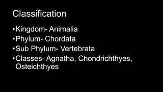 Classification
•Kingdom- Animalia
•Phylum- Chordata
•Sub Phylum- Vertebrata
•Classes- Agnatha, Chondrichthyes,
Osteichthyes
 