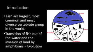 Introduction:
• Fish are largest, most
common and most
diverse vertebrate group
in the world.
•Transition of fish out of
the water and the
invasion of land by
amphibians = Evolution
 