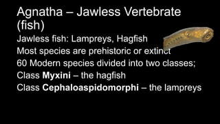 Agnatha – Jawless Vertebrate
(fish)
Jawless fish: Lampreys, Hagfish
Most species are prehistoric or extinct
60 Modern species divided into two classes;
Class Myxini – the hagfish
Class Cephaloaspidomorphi – the lampreys
 