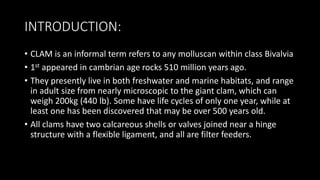 INTRODUCTION:
• CLAM is an informal term refers to any molluscan within class Bivalvia
• 1st appeared in cambrian age rocks 510 million years ago.
• They presently live in both freshwater and marine habitats, and range
in adult size from nearly microscopic to the giant clam, which can
weigh 200kg (440 lb). Some have life cycles of only one year, while at
least one has been discovered that may be over 500 years old.
• All clams have two calcareous shells or valves joined near a hinge
structure with a flexible ligament, and all are filter feeders.
 
