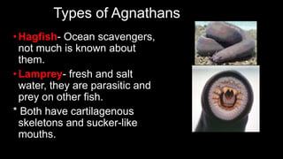 Types of Agnathans
•Hagfish- Ocean scavengers,
not much is known about
them.
•Lamprey- fresh and salt
water, they are parasitic and
prey on other fish.
* Both have cartilagenous
skeletons and sucker-like
mouths.
 