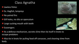 Class Agnatha
Jawless fishes
Ex. Hagfish, lampreys
No paired fins
Gill holes, no slits or operculum
Large sucking mouth with teeth
Scavengers
As a defense mechanism, secrete slime then tie itself in knots to
escape predators
Also tie in knots for pulling food off carcasses, and cleaning slime from
body
 