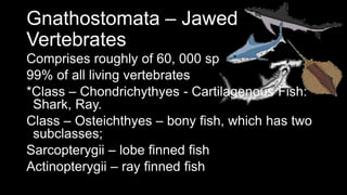 Gnathostomata – Jawed
Vertebrates
Comprises roughly of 60, 000 sp
99% of all living vertebrates
*Class – Chondrichythyes - Cartilagenous Fish:
Shark, Ray.
Class – Osteichthyes – bony fish, which has two
subclasses;
Sarcopterygii – lobe finned fish
Actinopterygii – ray finned fish
 