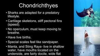 Chondrichthyes
• Sharks are adapted for a predatory
lifestyle.
• Cartilage skeletons, stiff pectoral fins
(speed).
• No operculum, must keep moving to
breathe.
• Have live births.
• Special scales feel like sandpaper.
• Manta, and Sting Rays- live in shallow
water, have mouths located on the
underside, are fairly docile, wide flat
 