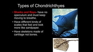 Types of Chondrichthyes
• Sharks and Rays- have no
operculum and must keep
moving to breathe.
• Have different kinds of
scales that feel and look
more like sandpaper.
• Have skeletons made of
cartilage not bones.
 