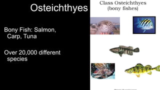 Osteichthyes
Bony Fish: Salmon,
Carp, Tuna
Over 20,000 different
species
 