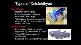 Types of Osteichthyes
Ray Finned:
• Most fish are this type
• Fins are supported by bony
structures called Rays.
• Teleosts are the most advanced form
of ray finned fish (symmetrical tails
and mobile fins).
Lobe Finned:
• Fins are long, fleshy, muscular,
supported by central core of bones.
• Thought to be ancestors of
amphibians.
• Examples are: Coelacanth, Lungfish
 