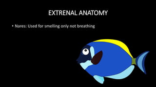EXTRENAL ANATOMY
• Nares: Used for smelling only not breathing
 