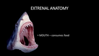 EXTRENAL ANATOMY
• MOUTH – consumes food
 