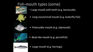 Fish-mouth types (some)
• Large mouth with teeth (e.g. barracuda)
• Long snout/small mouth (e.g. butterfly fish)
• Protrusible mouth (e.g. slipmouth)
• Large mouth (e.g. herrings)
• Beak-like mouth (e.g. parrotfish)
 