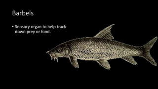 Barbels
• Sensory organ to help track
down prey or food.
 
