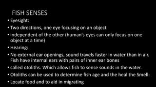 FISH SENSES
• Eyesight:
• Two directions, one eye focusing on an object
• independent of the other (human’s eyes can only focus on one
object at a time)
• Hearing:
• No external ear openings, sound travels faster in water than in air.
Fish have internal ears with pairs of inner ear bones
• called otoliths. Which allows fish to sense sounds in the water.
• Otoliths can be used to determine fish age and the heal the Smell:
• Locate food and to aid in migrating
 