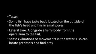 • Taste:
• Some fish have taste buds located on the outside of
the fish’s head and fins in small pores
• Lateral Line: Alongside a fish’s body from the
operculum to the tail,
• senses vibrations or movements in the water. Fish can
locate predators and find prey
 