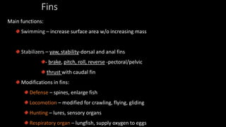 Fins
Main functions:
Swimming – increase surface area w/o increasing mass
Stabilizers – yaw, stability-dorsal and anal fins
- brake, pitch, roll, reverse -pectoral/pelvic
thrust with caudal fin
Modifications in fins:
Defense – spines, enlarge fish
Locomotion – modified for crawling, flying, gliding
Hunting – lures, sensory organs
Respiratory organ – lungfish, supply oxygen to eggs
 