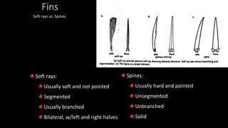 Fins
Soft rays vs. Spines
Soft rays:
Usually soft and not pointed
Segmented
Usually branched
Bilateral, w/left and right halves
Spines:
Usually hard and pointed
Unsegmented
Unbranched
Solid
 