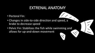 EXTRENAL ANATOMY
• Pectoral Fin:
• Changes in side-to-side direction and speed, a
brake to decrease speed
• Pelvic Fin: Stabilizes the fish while swimming and
allows for up-and-down movement
 