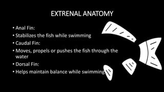 EXTRENAL ANATOMY
• Anal Fin:
• Stabilizes the fish while swimming
• Caudal Fin:
• Moves, propels or pushes the fish through the
water
• Dorsal Fin:
• Helps maintain balance while swimming
 