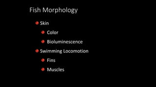 Fish Morphology
Skin
Color
Bioluminescence
Swimming Locomotion
Fins
Muscles
 