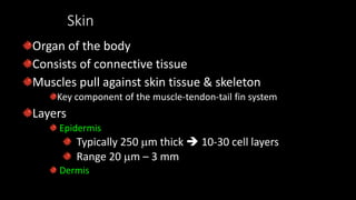 Skin
Organ of the body
Consists of connective tissue
Muscles pull against skin tissue & skeleton
Key component of the muscle-tendon-tail fin system
Layers
Epidermis
Typically 250 m thick  10-30 cell layers
Range 20 m – 3 mm
Dermis
 
