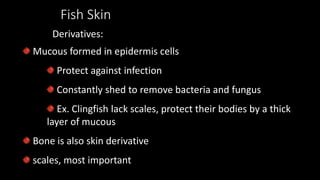 Fish Skin
Mucous formed in epidermis cells
Protect against infection
Constantly shed to remove bacteria and fungus
Ex. Clingfish lack scales, protect their bodies by a thick
layer of mucous
Bone is also skin derivative
scales, most important
Derivatives:
 