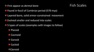 Fish ScalesFirst appear as dermal bone
Found in fossil of Cambrian period (570 mya)
Layered bone, solid armor-constrained movement
Evolved smaller and reduced into scales
5 types of scales (examples with images to follow)
Placoid
Cosmoid
Ganoid
Cycloid
Ctenoid
 