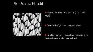 Fish Scales: Placoid
Found in elasmobranchs (sharks &
rays)
“teeth like”, same composition
As fish grows, do not increase in size,
instead new scales are added
 