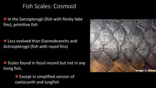 Fish Scales: Cosmoid
In the Sarcopterygii (fish with fleshy lobe
fins), primitive fish
Less evolved than Elasmobranchs and
Actinopterygii (fish with rayed fins)
Scales found in fossil record but not in any
living fish,
Except in simplified version of
coelocanth and lungfish
 