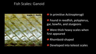 Fish Scales: Ganoid
In primitive Actinopterygii
Found in reedfish, polypterus,
gar, bowfin, and sturgeons
Were thick heavy scales when
first appeared
Rhomboid-shaped
Developed into teleost scales
 