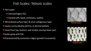 Fish Scales: Teleost scales
Ctenoid scales
Cycloid scales
Two types:
Ctenoid-higher fish
Cycloid-soft-rayed, anchovies, sardine
Mineralized surface layer & inner collagenous layer
Scales surrounded by dermis, in dermal pockets
Grow from top, bottom, and insides; overlap lower part
Scales grow with fish
Characterized by concentric ridges (growth increments)
 