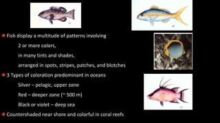 Coloration
Fish display a multitude of patterns involving
2 or more colors,
in many tints and shades,
arranged in spots, stripes, patches, and blotches
3 Types of coloration predominant in oceans
Silver – pelagic, upper zone
Red – deeper zone (~ 500 m)
Black or violet – deep sea
Countershaded near shore and colorful in coral reefs
 