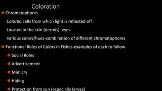 Coloration
Chromatophores
Colored cells from which light is reflected off
Located in the skin (dermis), eyes
Various colors/hues-combination of different chromatophores
Functional Roles of Colors in Fishes-examples of each to follow
Social Roles
Advertisement
Mimicry
Hiding
Protection from sun (especially larvae)
 