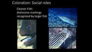 Coloration: Social roles
Cleaner Fish:
distinctive markings
recognized by larger fish
 