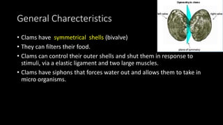 General Charecteristics
• Clams have symmetrical shells (bivalve)
• They can filters their food.
• Clams can control their outer shells and shut them in response to
stimuli, via a elastic ligament and two large muscles.
• Clams have siphons that forces water out and allows them to take in
micro organisms.
 