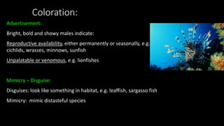 Coloration:
Advertisement:
Bright, bold and showy males indicate:
Reproductive availability, either permanently or seasonally, e.g.
cichlids, wrasses, minnows, sunfish
Unpalatable or venomous, e.g. lionfishes
Mimicry – Disguise:
Disguises: look like something in habitat, e.g. leaffish, sargasso fish
Mimicry: mimic distasteful species
 