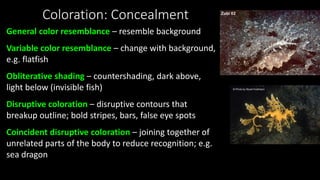 Coloration: Concealment
General color resemblance – resemble background
Variable color resemblance – change with background,
e.g. flatfish
Obliterative shading – countershading, dark above,
light below (invisible fish)
Disruptive coloration – disruptive contours that
breakup outline; bold stripes, bars, false eye spots
Coincident disruptive coloration – joining together of
unrelated parts of the body to reduce recognition; e.g.
sea dragon
 