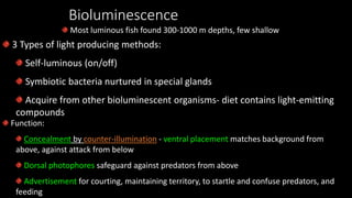 Bioluminescence
Most luminous fish found 300-1000 m depths, few shallow
3 Types of light producing methods:
Self-luminous (on/off)
Symbiotic bacteria nurtured in special glands
Acquire from other bioluminescent organisms- diet contains light-emitting
compounds
Function:
Concealment by counter-illumination - ventral placement matches background from
above, against attack from below
Dorsal photophores safeguard against predators from above
Advertisement for courting, maintaining territory, to startle and confuse predators, and
feeding
 