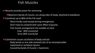 Fish Muscles
Muscles provide power for swimming
Myomers=bands of muscle, run along sides of body, attached to backbone
Constitute up to 80% of the fish itself
Much hardly used except during emergencies
Don’t have to contend with same effect of gravity
Fish muscle arrangement not suitable on land
Cow: 30% muscle/wt
Tuna: 60% muscle/wt
Contraction causes oscillation of body and tail
Body bends as one side contracts b/c of an incompressible
notochord or vertebral column
Caused by bands of muscle = myomeres
 