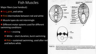 Fish Muscles
Major fibers (see handout):
Red, pink, and white
Pink intermediate between red and white
Muscle types do not intermingle
Different motor systems used for different
swimming conditions
Red – cruising
White – short duration, burst swimming
Pink – sustained swimming, used after red
and before white
 