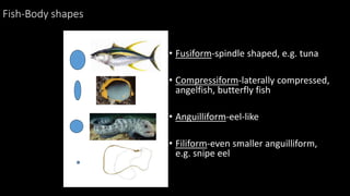 Fish-Body shapes
• Fusiform-spindle shaped, e.g. tuna
• Compressiform-laterally compressed,
angelfish, butterfly fish
• Anguilliform-eel-like
• Filiform-even smaller anguilliform,
e.g. snipe eel
 