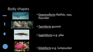 Body shapes
• Depressiform-flatfish, rays,
flounder
• Taeniform-gunnel
• Sagittiform-e.g. pike
• Globiform-e.g. lumpsucker
 