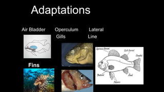 Adaptations
Air Bladder Operculum Lateral
Gills Line
Fins
 